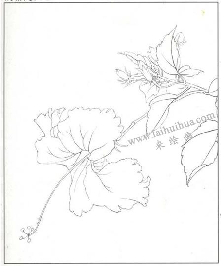 工笔花卉：扶桑的工笔画法步骤01
