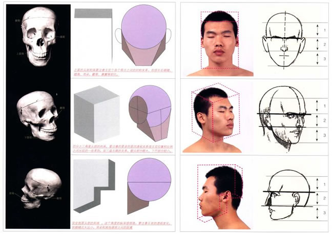 人物头部解剖及头部速写表现范例