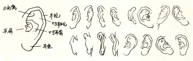 人物耳朵的造型