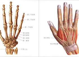 人物手的解剖结构和手的比例造型