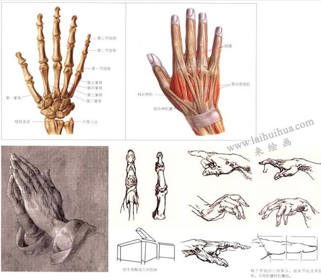 手的解剖结构和手的比例造型