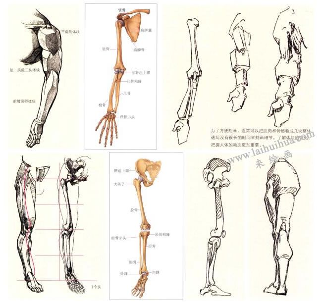 人物上肢与下肢的解剖结构、比较与造型