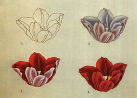常见工笔花卉颜色的基本染法