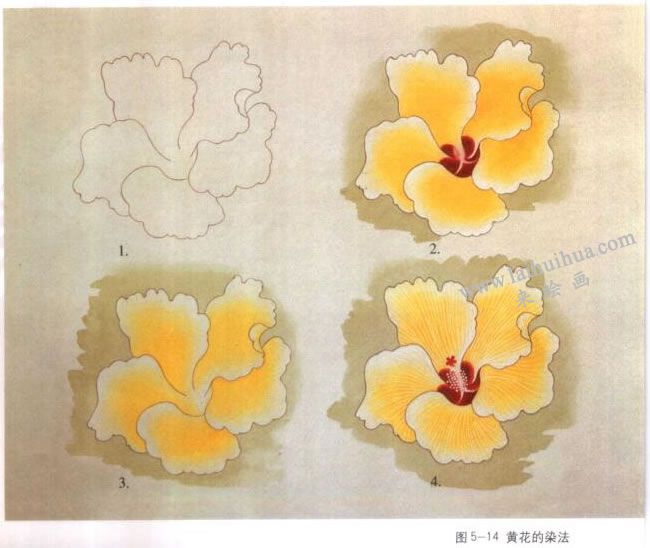黄色花的染法：以蜀葵花为例