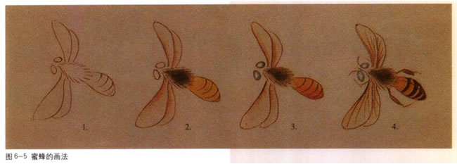 蜜蜂工笔画法（一）