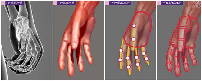 手肌肉示意图,手火柴动态图，手体块动态图