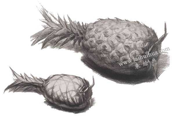 菠萝素描画法图示