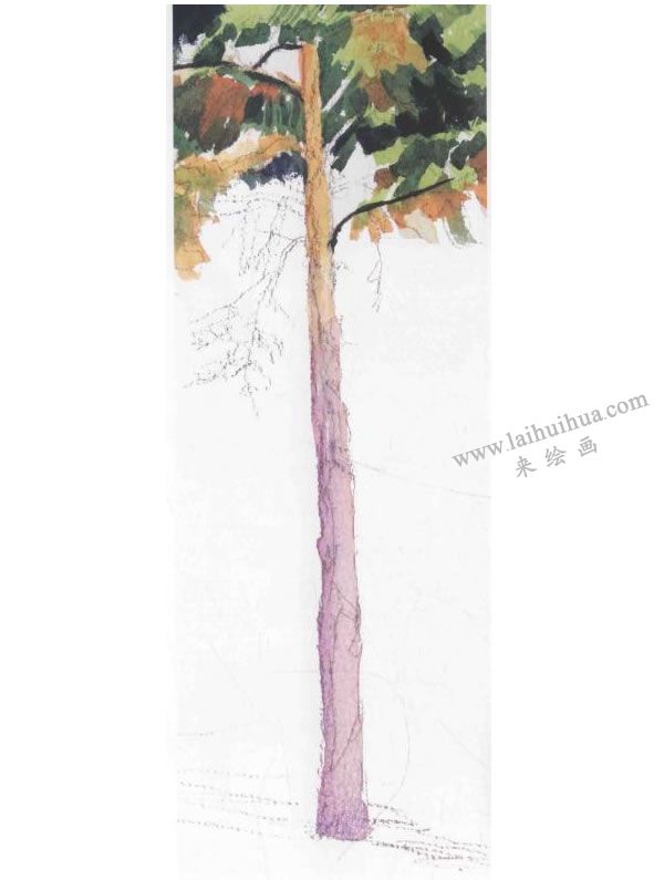 松树的水彩画法步骤图示04