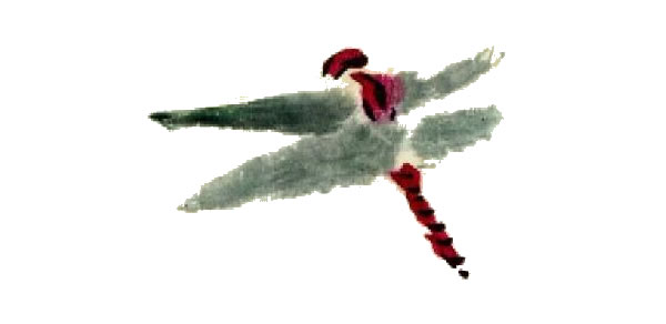 红蜻蜓写意画法步骤图示03