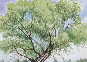 柳树水彩画法步骤