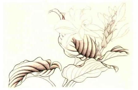 玉簪花的工笔画法步骤01