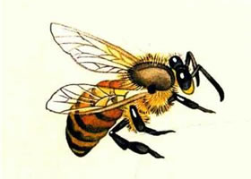 蜜蜂工笔画法（二）