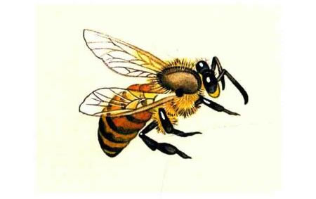 蜜蜂的工笔具体画法步骤图示04