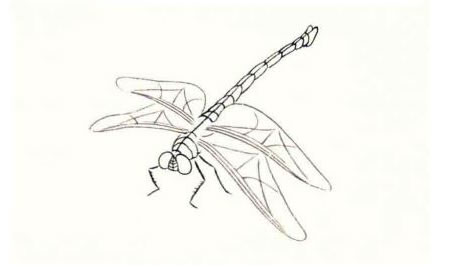 蜻蜓的工笔画法步骤图示01（双勾填彩法）