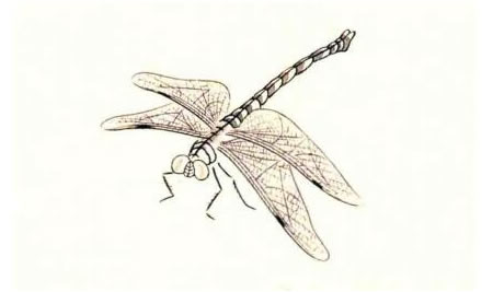 蜻蜓的工笔画法步骤图示02（双勾填彩法）