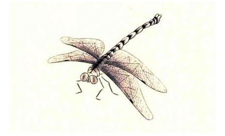 蜻蜓的工笔画法步骤图示03（双勾填彩法）