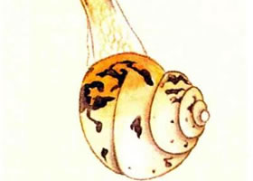 蜗牛的工笔画法步骤图示