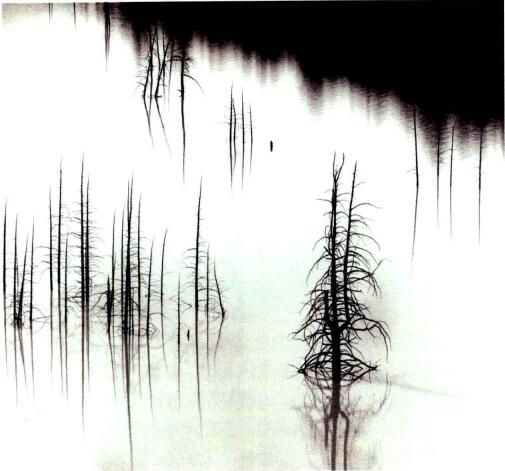 安塞尔*亚当斯《树》,艺术摄影光学记录特性