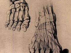 泰奥多尔•籍里柯《脚部的解剖素描习作》作品欣赏