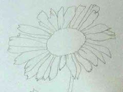 雏菊的水彩画线稿绘制图示