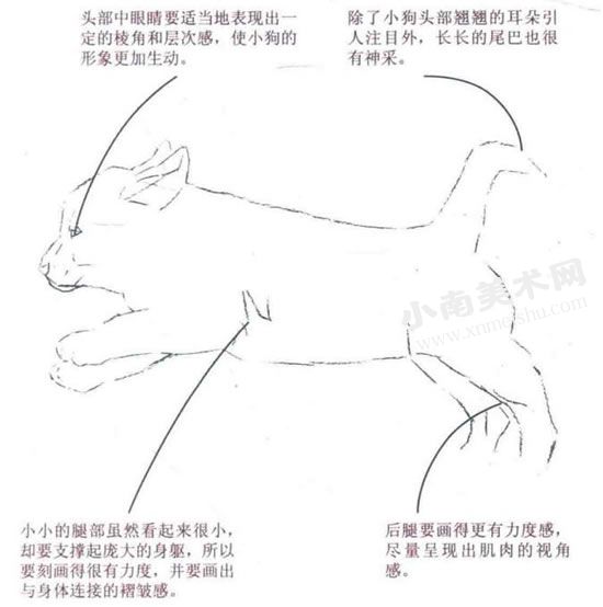 奔跑的小狗水彩画绘制步骤图示02
