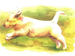 奔跑的小狗水彩画绘制步骤图示