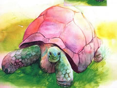慢悠悠的乌龟水彩画绘制步骤图示