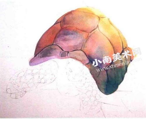 慢悠悠的乌龟水彩画绘制步骤图示04