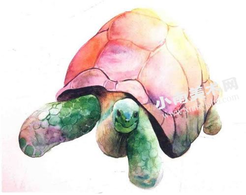慢悠悠的乌龟水彩画绘制步骤图示07