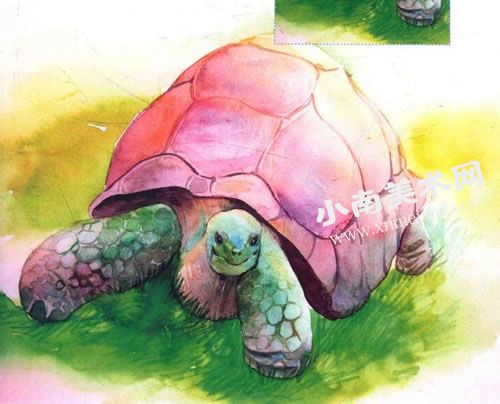 慢悠悠的乌龟水彩画绘制步骤图示09