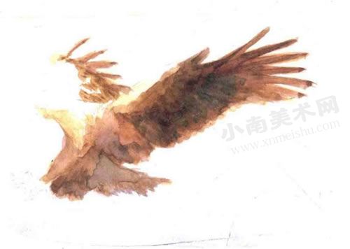 捕猎的老鹰水彩画绘制步骤图示05