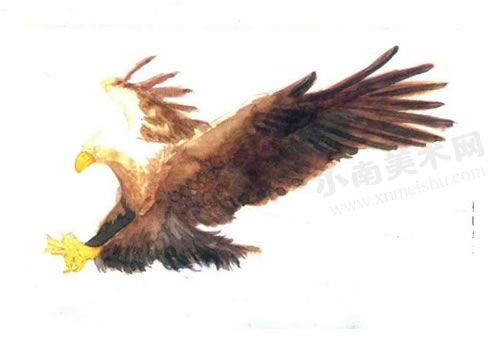 捕猎的老鹰水彩画绘制步骤图示07