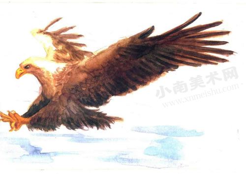 捕猎的老鹰水彩画绘制步骤图示09