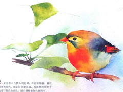 枝头的小鸟水彩画绘制步骤图示