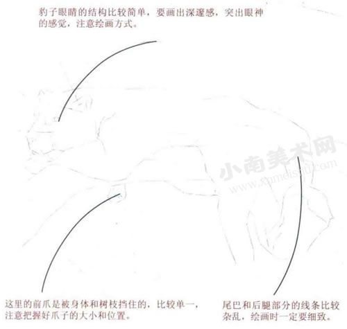 休息的豹子水彩画绘制步骤图示02