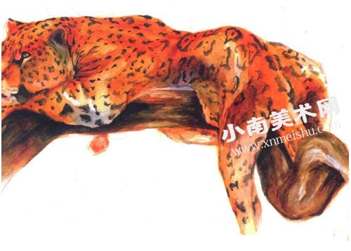 休息的豹子水彩画绘制步骤图示09