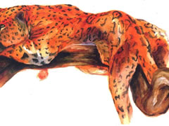 休息的豹子水彩画绘制步骤图示
