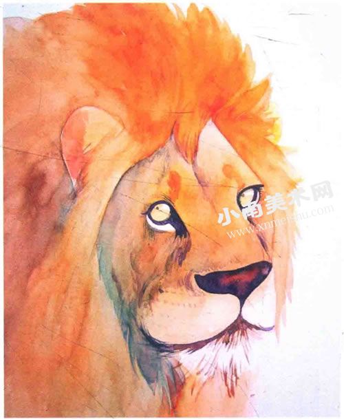 威严的狮子水彩画绘制步骤图示10