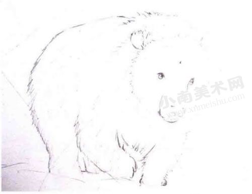 大熊的水彩画绘制步骤图示02