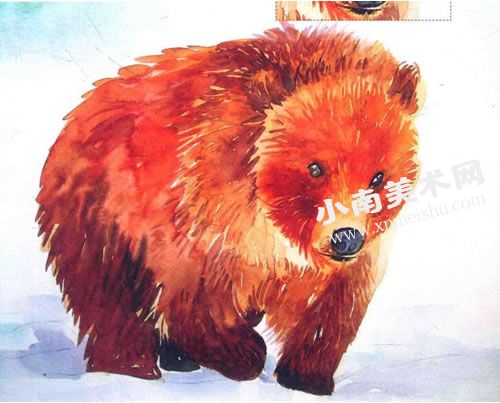 大熊的水彩画绘制步骤图示09