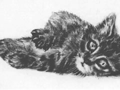 【动物素描】小猫咪的素描临摹作品欣赏