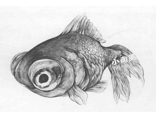 金鱼的素描临摹作品高清大图