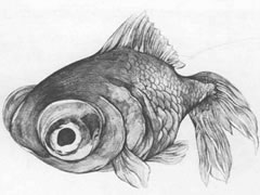 【动物素描】金鱼的素描临摹作品欣赏