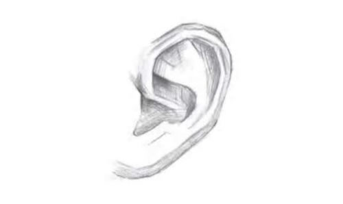 耳朵的素描画法步骤图示03