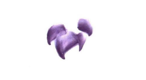 紫牡丹的画法步骤图示01