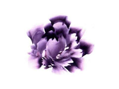 紫牡丹的画法步骤图示