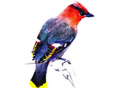 大平鸟彩色铅笔画创作步骤图示