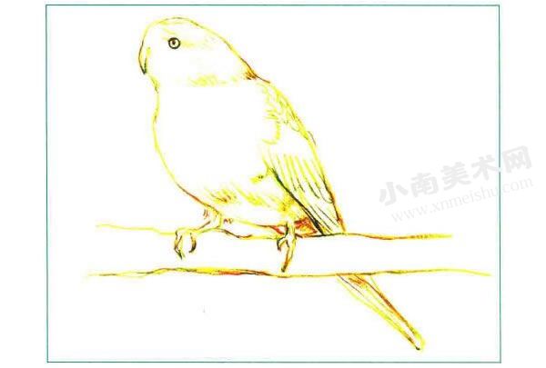 纽澳鹦鹉彩色铅笔画创作步骤图示01