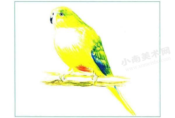 纽澳鹦鹉彩色铅笔画创作步骤图示02