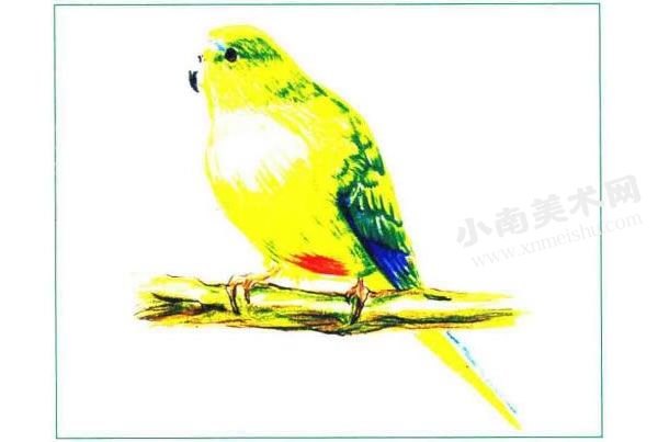 纽澳鹦鹉彩色铅笔画创作步骤图示03